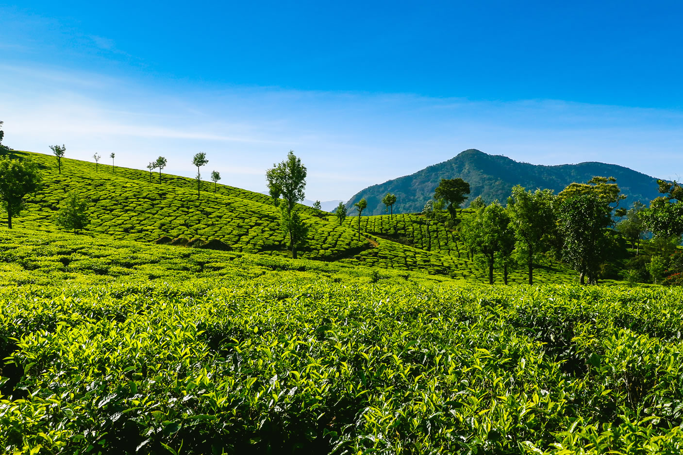 Valparai Tea Estate StayThe Peria Karamalai Tea & Produce Company Limited